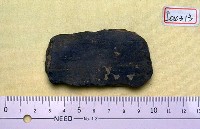 藏品(象肋骨)的圖片